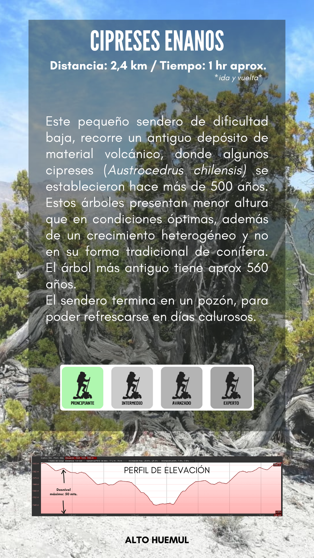 Cipreses Enanos